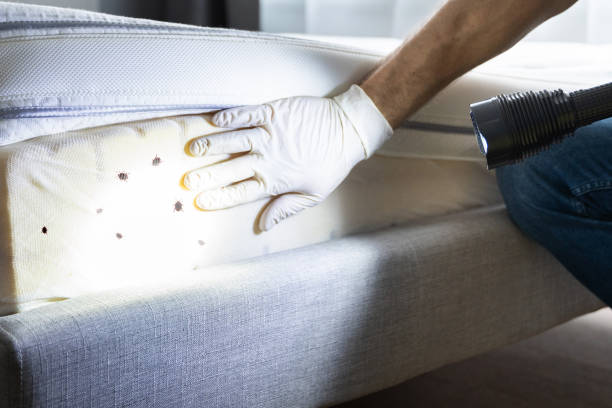 Best Pest Control Near Me  in Takoma Park, MD